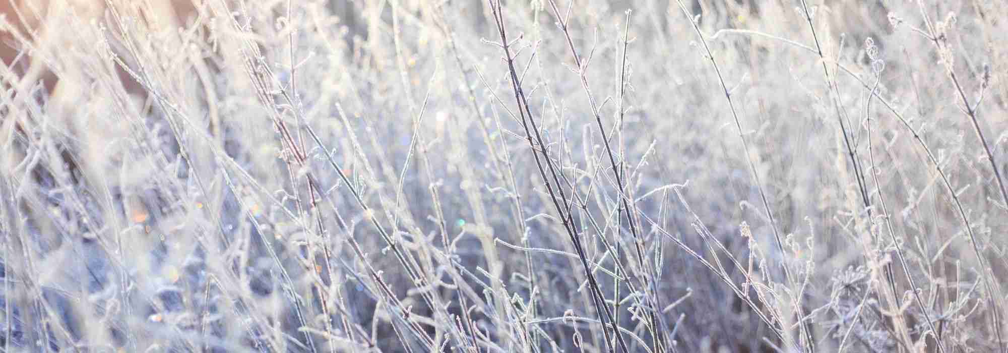 Protect plants from cold and frost in winter