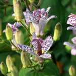 Tricyrtis, toad lily: planting, growing, care