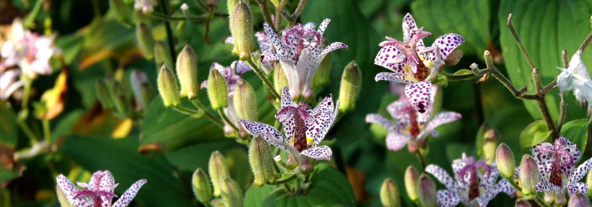 Tricyrtis, toad lily: planting, growing, care