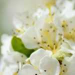 10 bushes for a melliferous hedge to feed bees