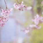 7 trees for small gardens