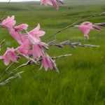 Dierama, angel's fishing rod: planting, growing and care