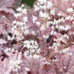 Tiarella and Heucherella: planting and growing
