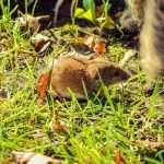 Wood mice: getting to know them better and how to get rid of them