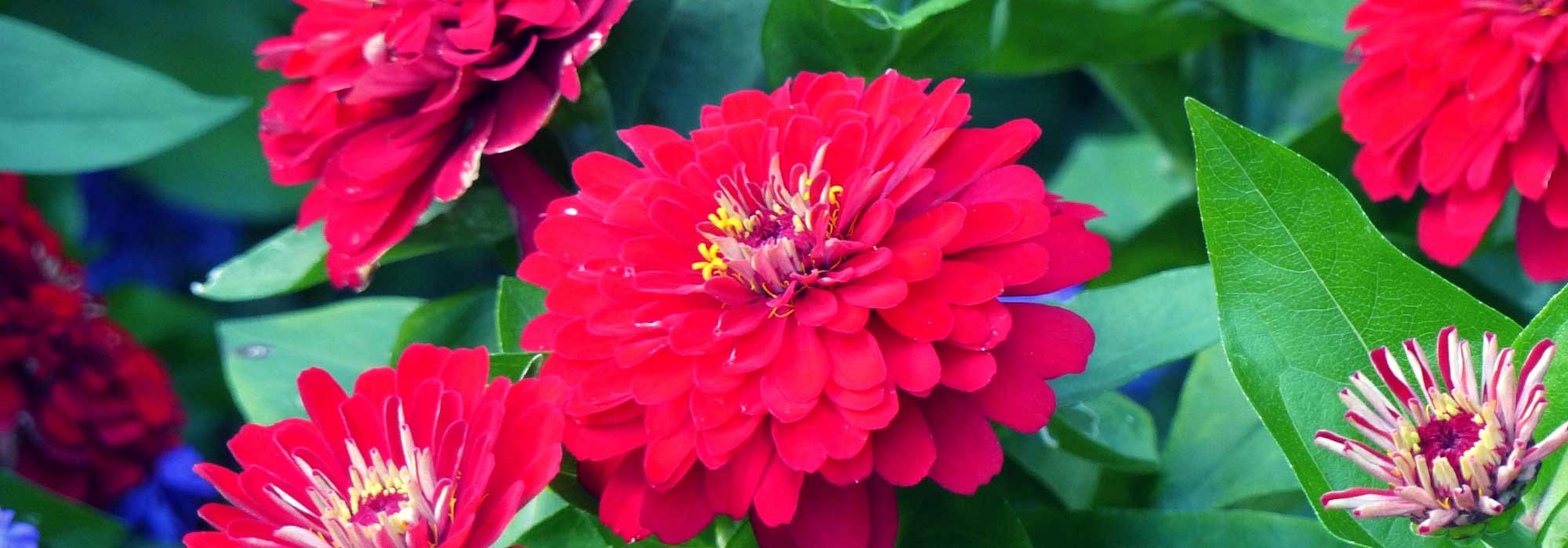 Zinnia: sowing, planting and care