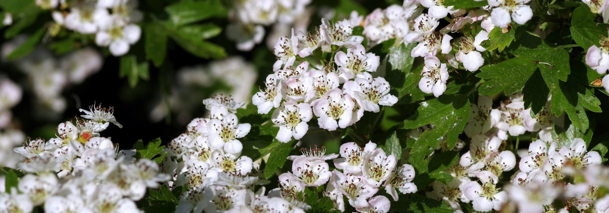 Hawthorn, Crataegus: planting, pruning, care