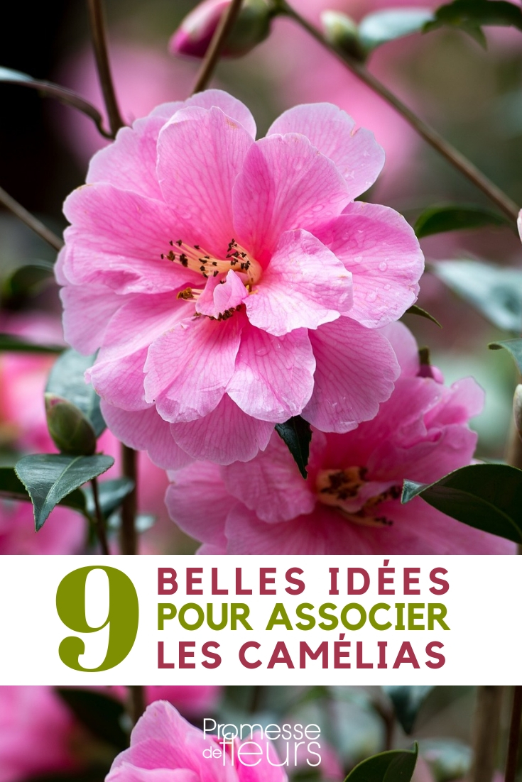 What to Pair with Camellias - Ideas