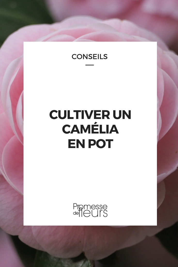 Camellia - Pot Cultivation, Tips