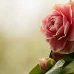 How best to combine camellias?