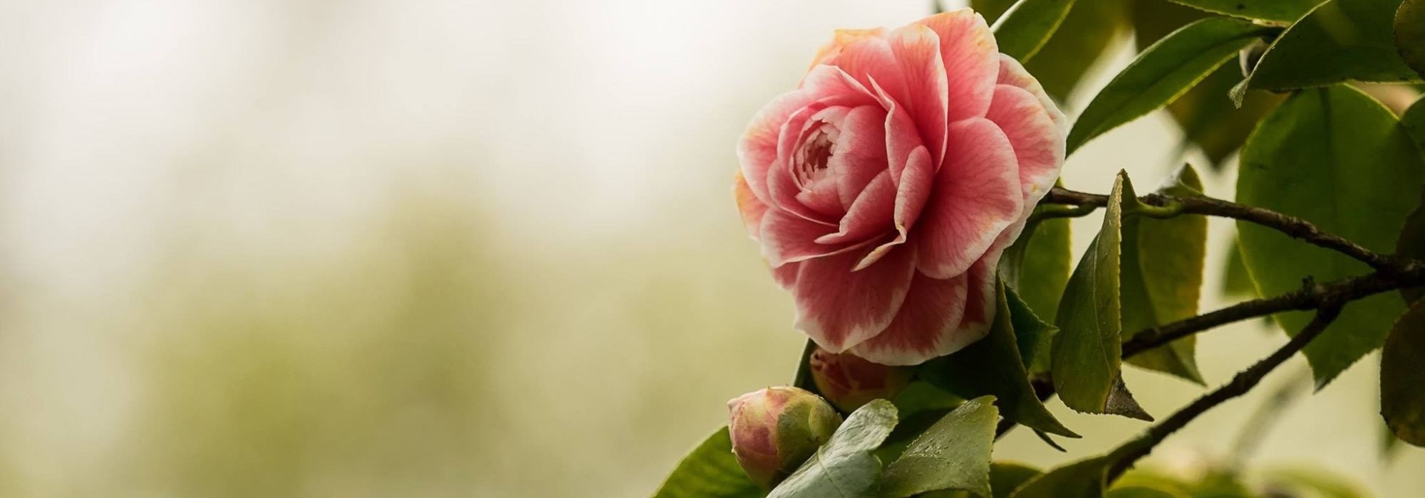 How best to combine camellias?