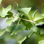 Ginkgo biloba, maidenhair tree: planting, care and uses