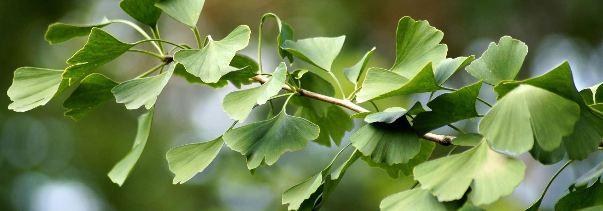 Ginkgo biloba, maidenhair tree: planting, care and uses