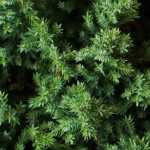 Juniperus, Junipers: planting, pruning and care