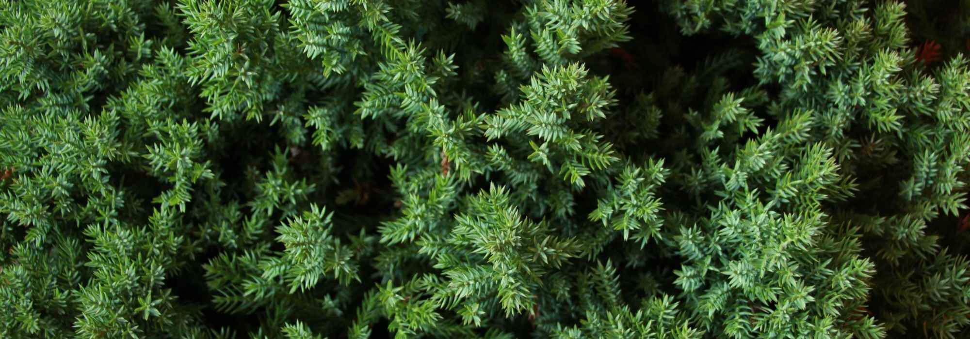 Juniperus, Junipers: planting, pruning and care