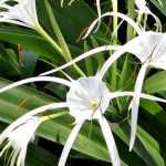 Spider lily: planting, growing, care