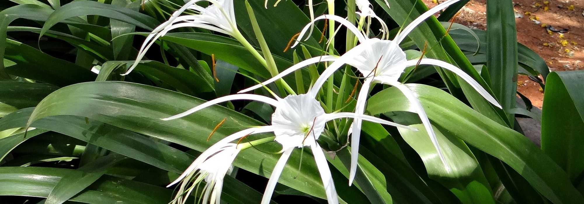 Spider lily: planting, growing, care