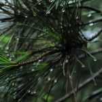 Pines: planting, pruning and care