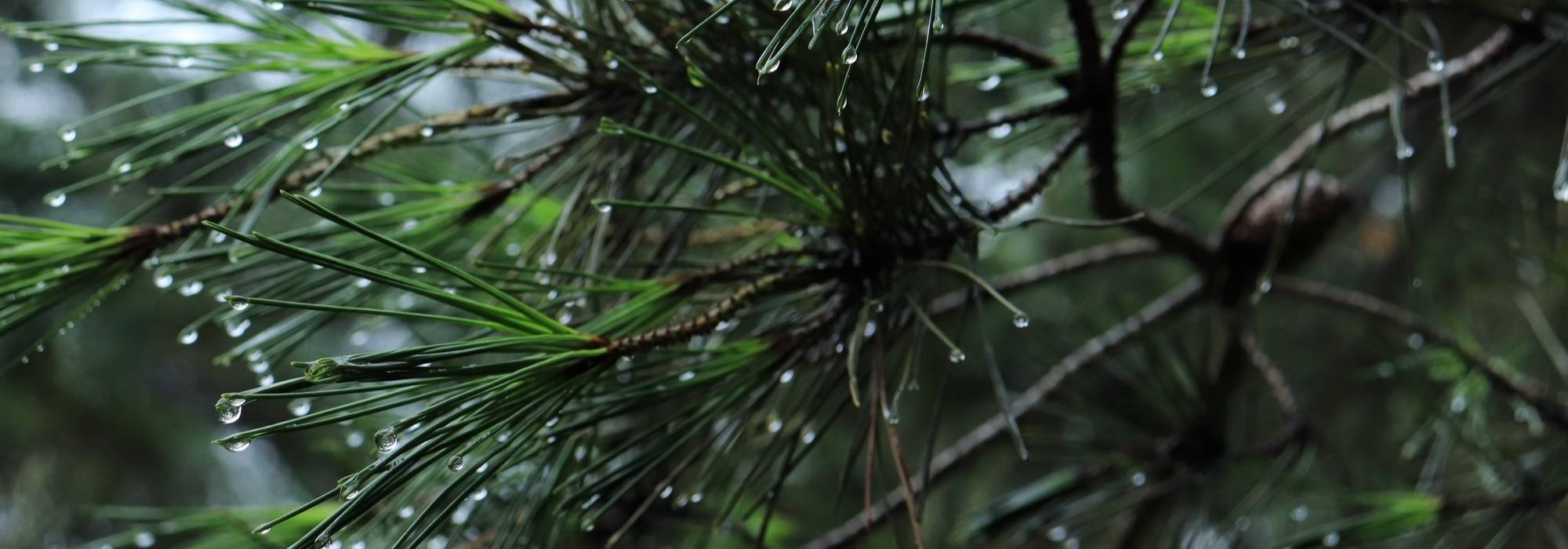 Pines: planting, pruning and care