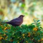Hedge for birds: which shrubs to choose?