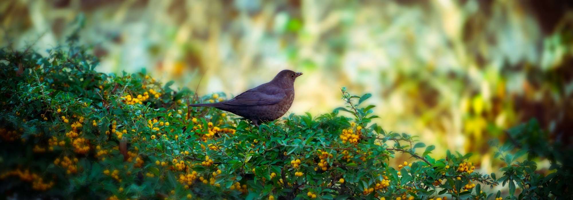 Hedge for birds: which shrubs to choose?