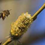 Planting a hedge for insects
