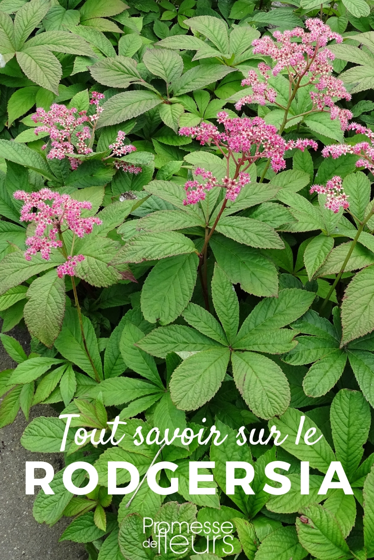 Rodgersia: Planting and Cultivating Young Plants

Rodgersia is a striking addition to any garden, known for its large, textured leaves and impressive blooms. Here’s a guide on how to successfully plant and cultivate these young plants in your garden.

**Planting Rodgersia**

1. **Choosing the Right Spot**: Rodgersia thrives in partial shade but can tolerate some sun in cooler climates. It prefers a sheltered location to protect its leaves from strong winds.

2. **Soil Requirements**: This plant loves moist, well-drained soil rich in organic matter. Before planting, enrich your garden soil by mixing in compost or well-rotted manure.

3. **Planting Time**: The best time to plant Rodgersia is in the spring or early autumn. This timing allows the young plants to establish themselves during mild weather.

4. **Planting Process**:
   - Dig a hole twice as wide and just as deep as the root ball of the young plant.
   - Place the plant in the hole and fill it with a mixture of garden soil and compost.
   - Firm the soil around the base and water thoroughly.

**Cultivating Rodgersia**

1. **Watering**: Keep the soil consistently moist, especially in dry periods. Rodgersia does not tolerate drought well.

2. **Feeding**: Apply a general-purpose fertilizer in the spring to support its vigorous growth.

3. **Mulching**: Apply a layer of organic mulch around the base of the plant in spring. This will help retain soil moisture and suppress weeds.

4. **Pruning**: Deadhead spent flowers to encourage further blooming and cut back the foliage in autumn to keep the plant tidy.

5. **Winter Care**: In colder regions, provide a protective layer of mulch to shield the roots from freezing temperatures.

By following these guidelines, your Rodgersia will thrive and bring dramatic flair to your garden with its lush foliage and stunning floral displays. Happy gardening!