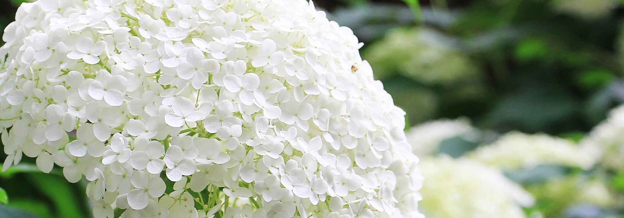 Pruning of summer-flowering bushes