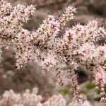Tamarisk: planting, pruning and care