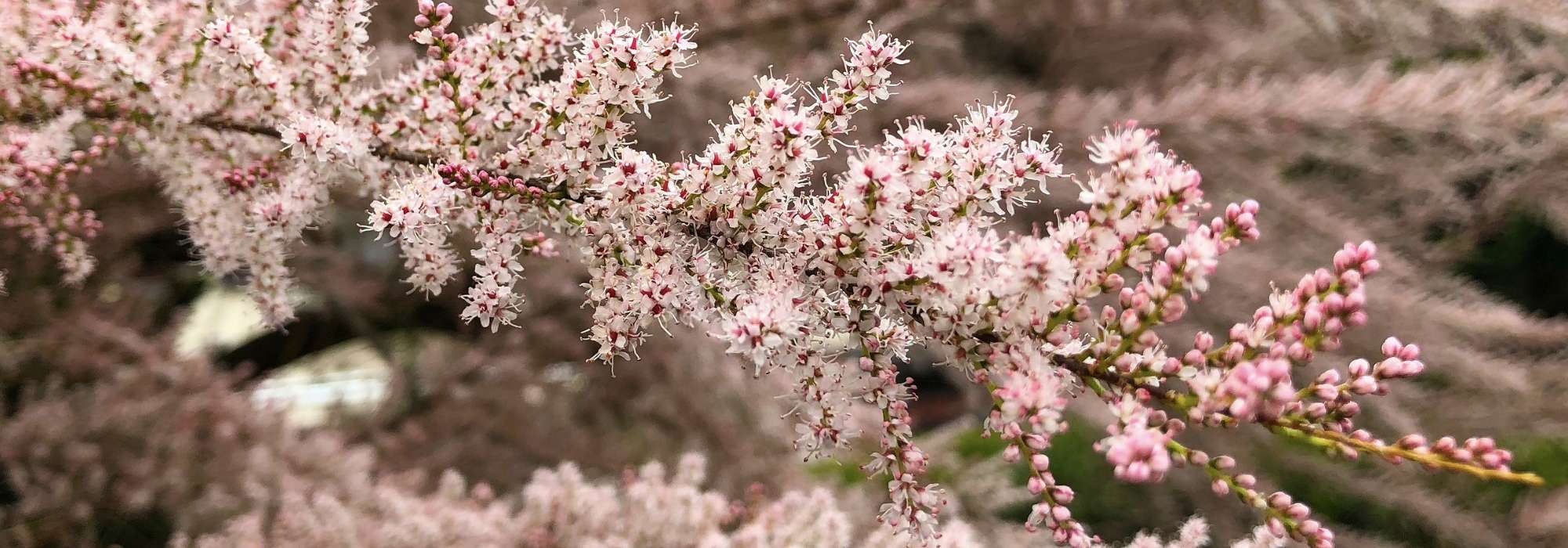 Tamarisk: planting, pruning and care