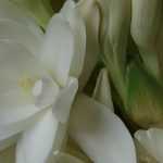 Tuberoses: planting, cultivation and care