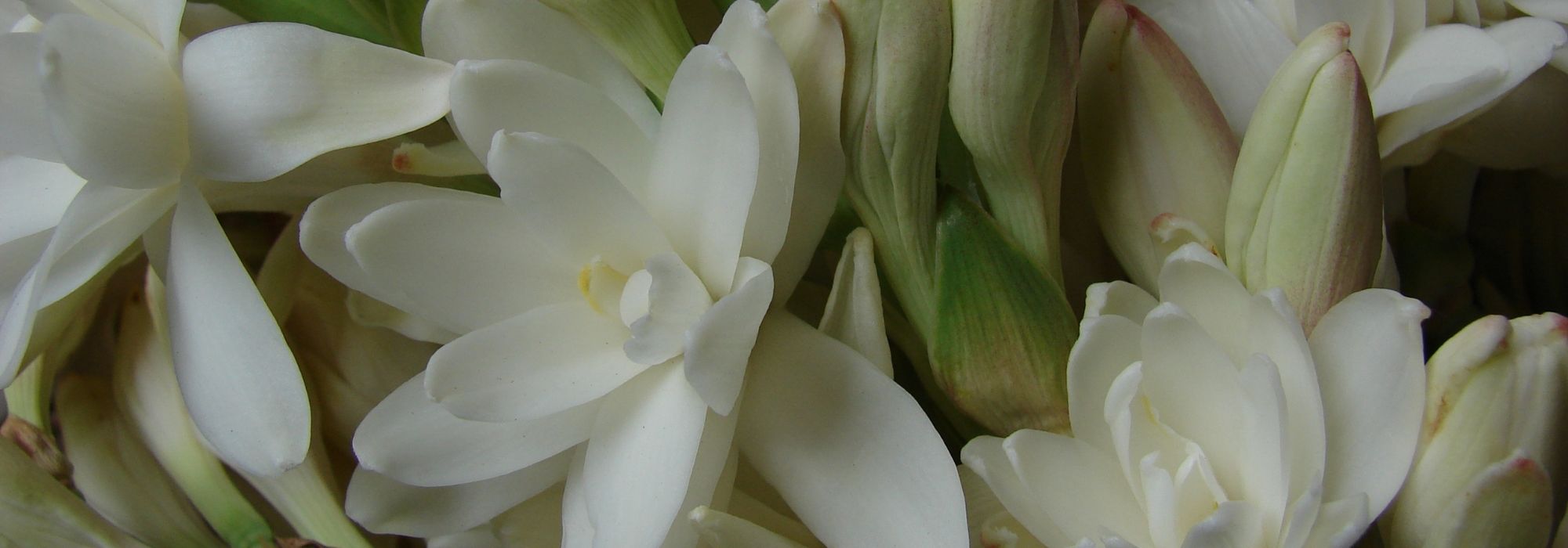 Tuberoses: planting, cultivation and care