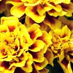 French marigold, Tagetes : sowing, planting, care