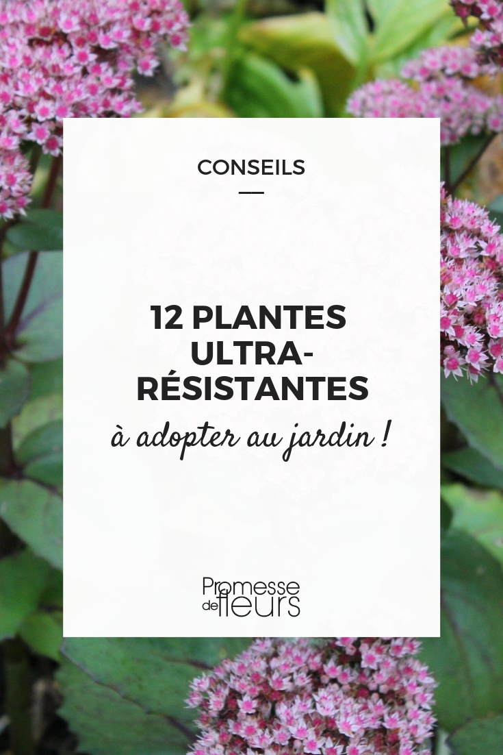Indestructible Young Plants for Your Garden
