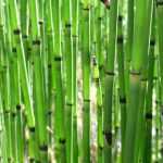 Horsetail, Equisetum : planting, cultivation and care