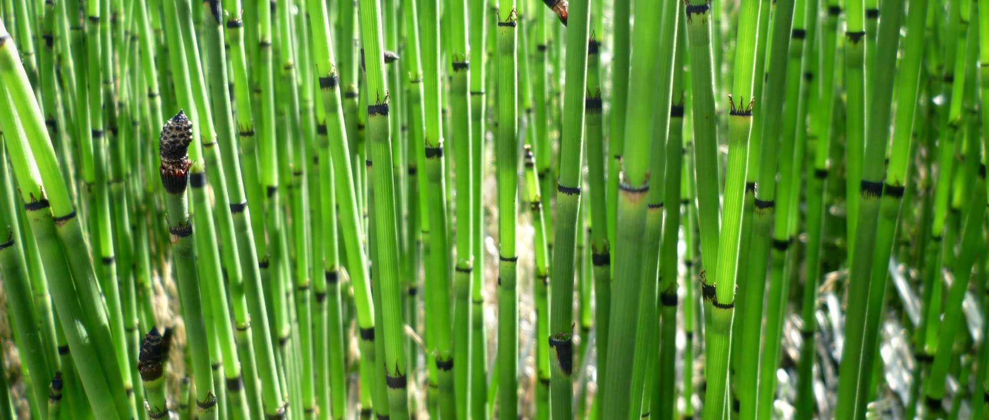 Horsetail, Equisetum : planting, cultivation and care