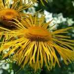 Inula, elecampane: planting, growing and care