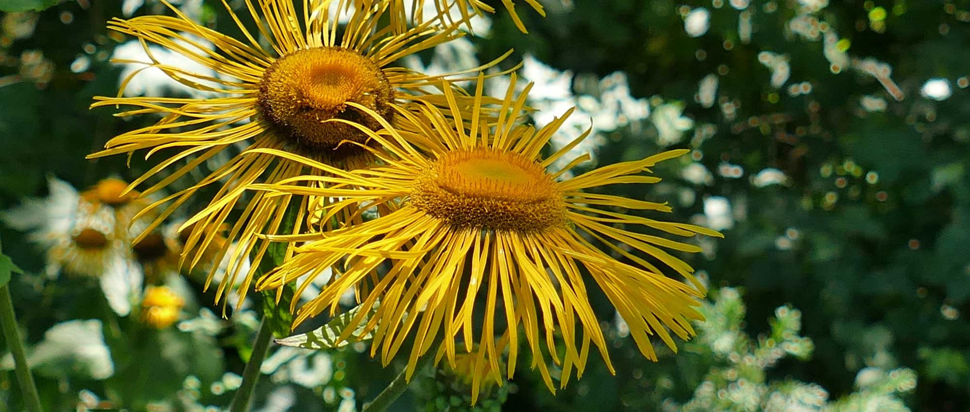 Inula, elecampane: planting, growing and care