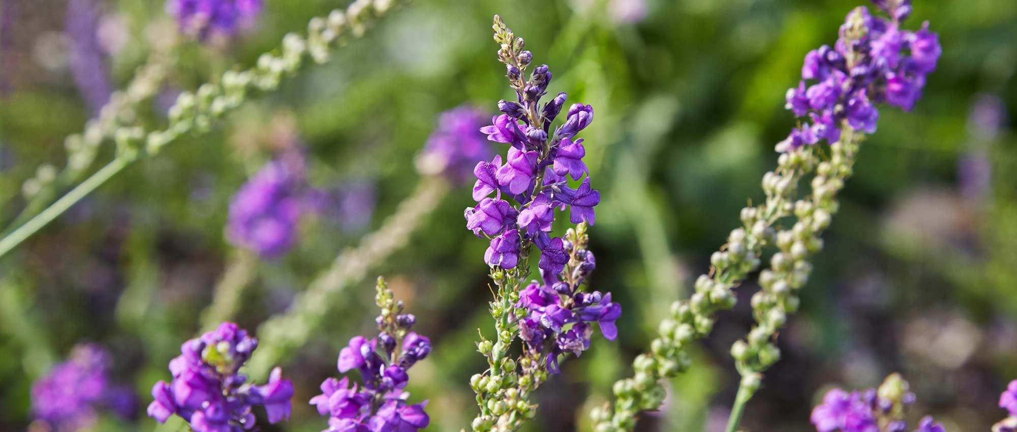 Toadflax, Linaria: sowing, planting, cultivation and care