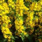 Lysimachia: planting, care and propagation