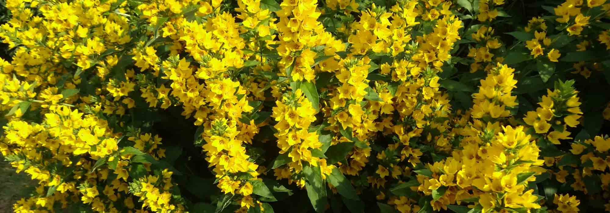 Lysimachia: planting, care and propagation