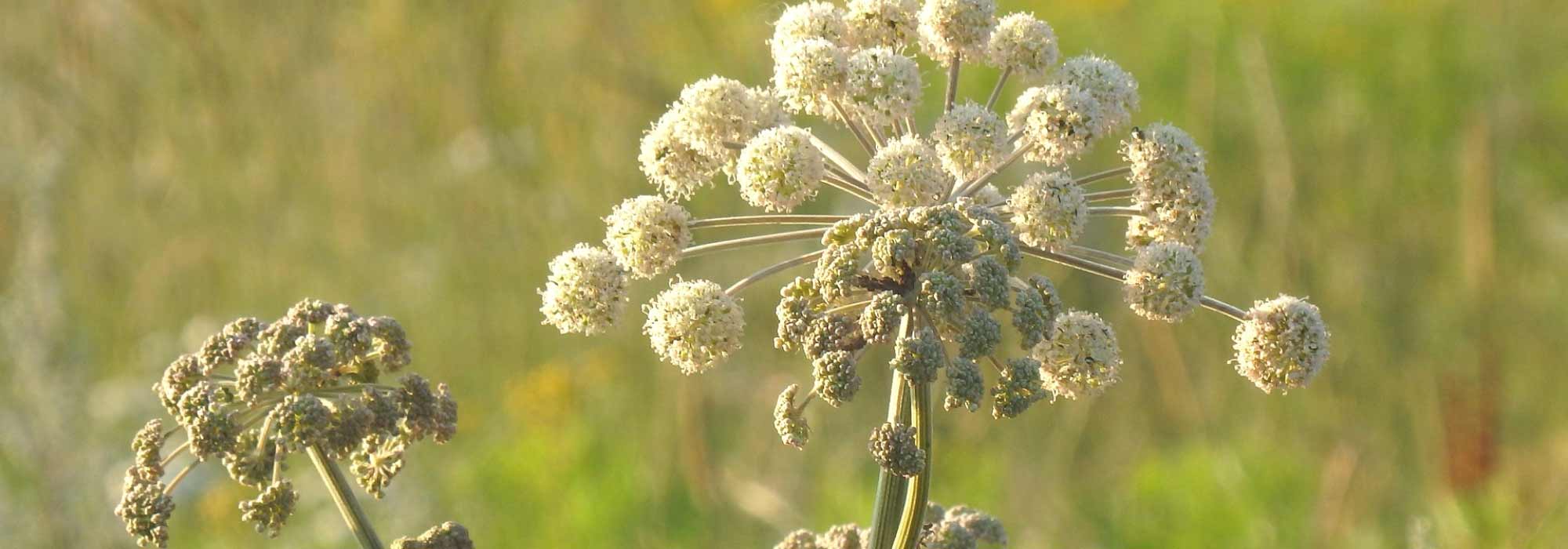 Angelica: sowing, planting and care