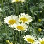 Anthemis : planting and care