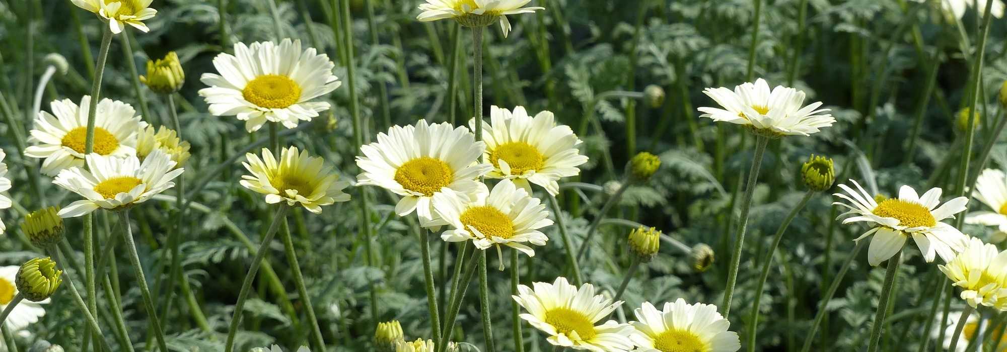 Anthemis : planting and care