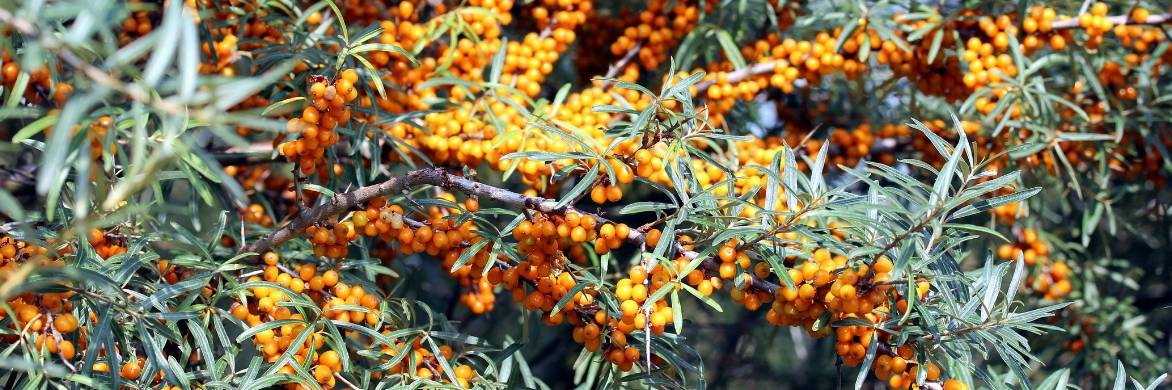 Sea buckthorn: planting, growing and care