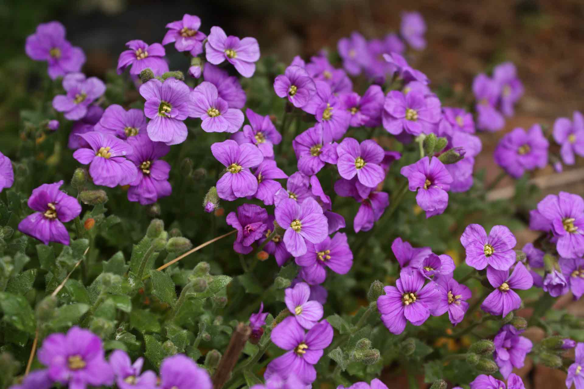 Aubrieta, Aubrieta: sowing, planting, growing