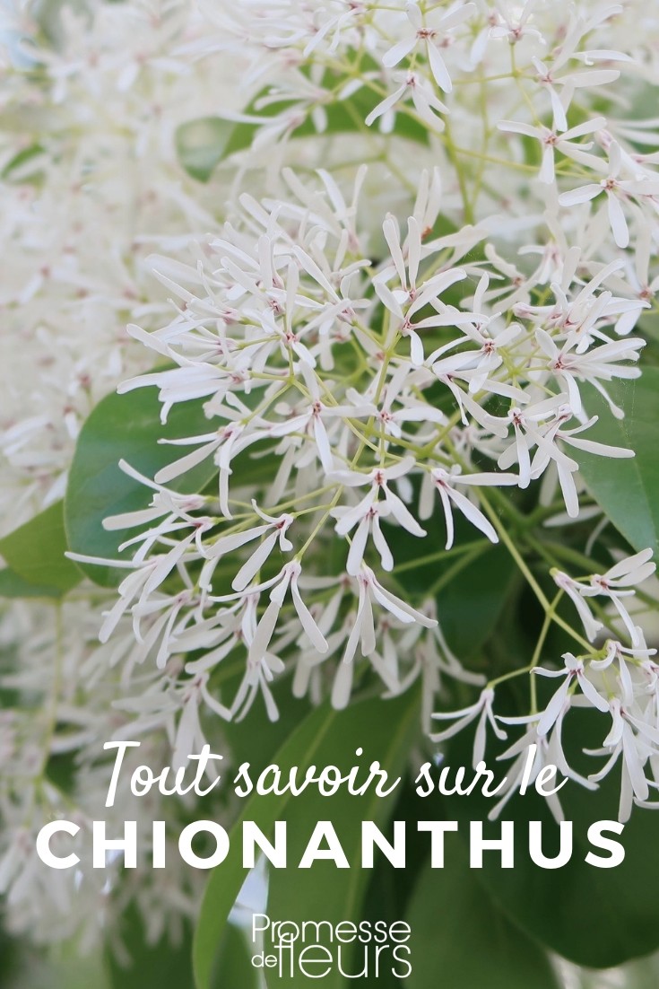 Snow Tree: Everything You Need to Know

In the enchanting world of ornamental plants, the Snow Tree, or Chionanthus virginicus, stands out for its breathtaking beauty. Native to the woodlands and riverbanks of North America, this deciduous tree is celebrated for its striking, fluffy white flowers that appear to blanket the tree in snow during the spring.

### Characteristics of the Snow Tree

The Snow Tree can reach heights of up to 12 meters, making it a majestic addition to any garden. It has a rounded, spreading form that provides ample shade in the summer months. The leaves are broad and glossy, creating a vibrant green backdrop before turning to stunning shades of yellow in the autumn.

### Flowering and Fragrance

One of the most remarkable features of the Snow Tree is its flowers. These are small, delicate, and incredibly fragrant, emerging in long panicles that can grow up to 20 cm in length. Flowering typically occurs in late spring, and the blossoms remain on the tree for several weeks, attracting pollinators such as bees and butterflies.

### Planting and Care

The Snow Tree thrives in well-drained soil and can adapt to both full sun and partial shade. It is relatively low-maintenance but does require some care to flourish. Regular watering during dry periods, annual mulching to retain soil moisture, and occasional pruning to maintain its shape are all beneficial practices.

### Uses in Landscaping

With its picturesque appearance and moderate size, the Snow Tree is an excellent choice for residential gardens. It can be used as a focal point in landscape designs or planted along driveways and pathways. Additionally, its dense foliage makes it an effective privacy screen or windbreak.

### Conclusion

The Snow Tree is not only a visually stunning plant but also a practical choice for gardeners looking to enhance their outdoor spaces. Its ease of care, coupled with its aesthetic appeal, makes it a valuable addition to any garden. Whether you are a seasoned gardener or a beginner, the Snow Tree is sure to bring beauty and interest to your landscape.