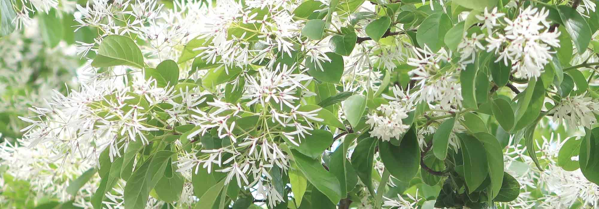 Chionanthus, snow tree: to plant, to grow