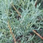 Cypress, Cupressus: planting, pruning and care