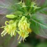 Diervilla, Bush honeysuckle: planting, pruning and care