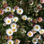 Erigeron, fleabane: planting, growing
